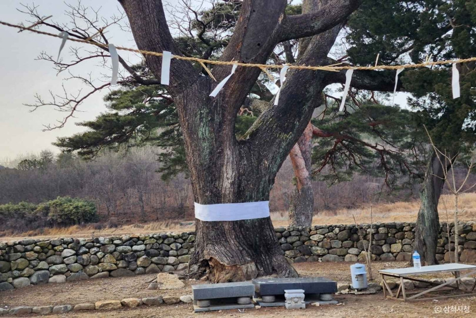 삼척 궁촌리 음나무 여행 추천 - 로드트립
