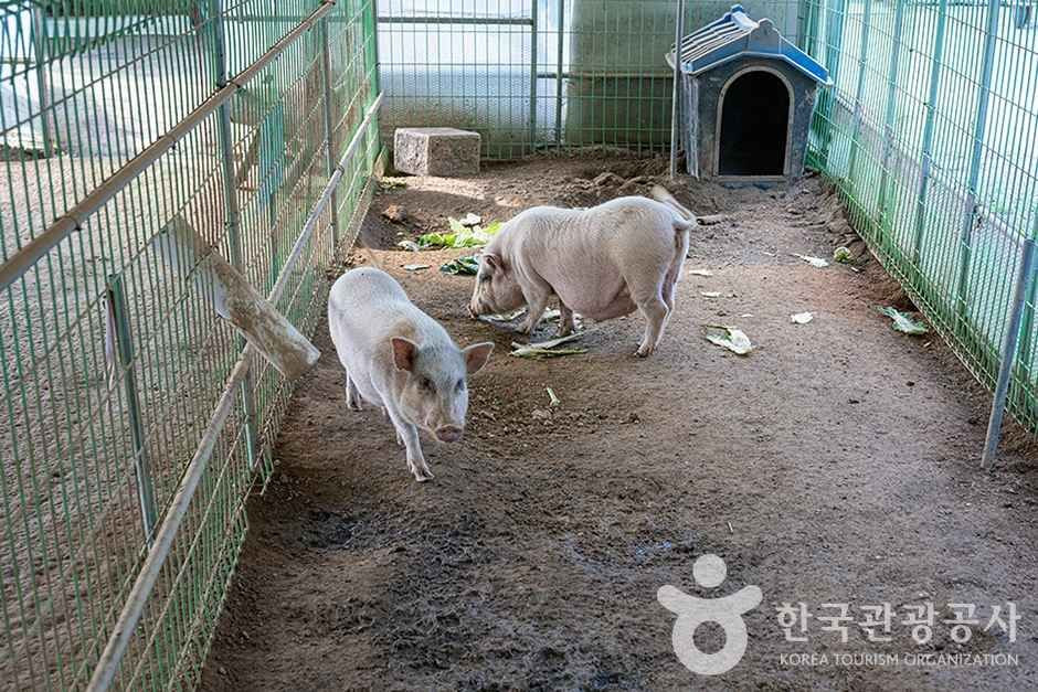찬우물 체험동물농장 여행 추천 - 로드트립