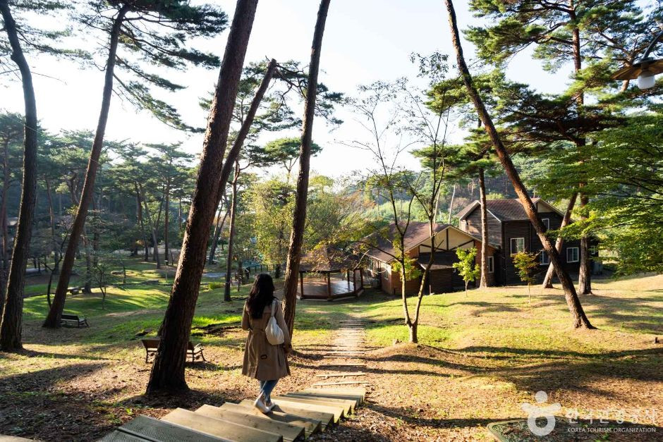 안면도자연휴양림 여행 추천 - 로드트립