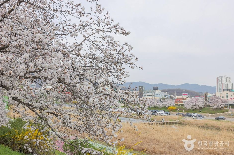 무심천 벚꽃 거리 여행 추천 - 로드트립