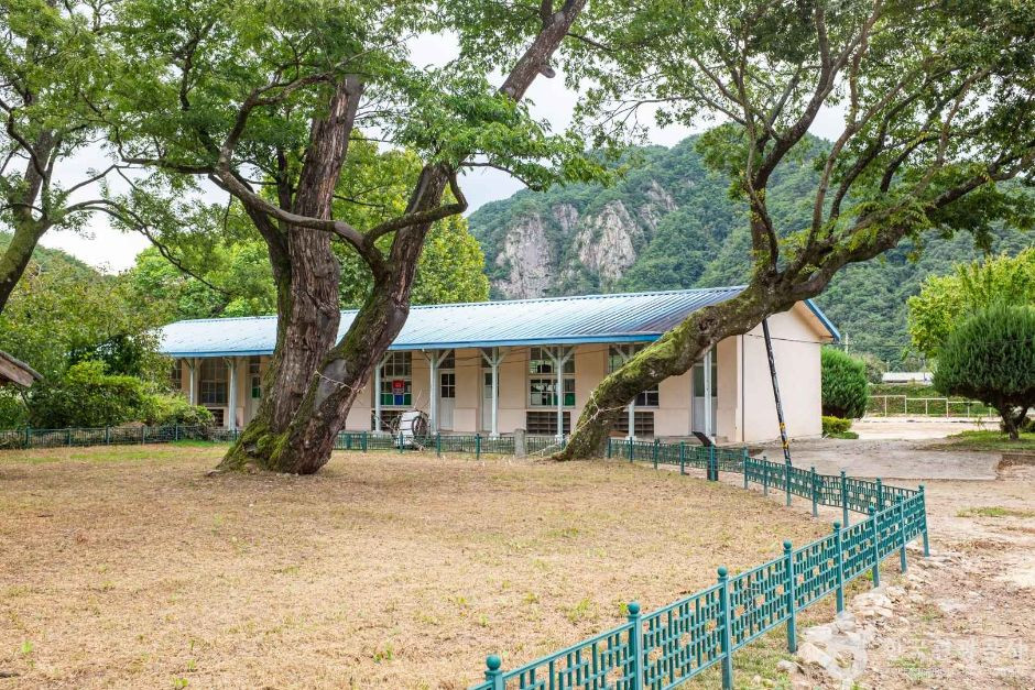 안동 송사동 소태나무 여행 추천 - 로드트립