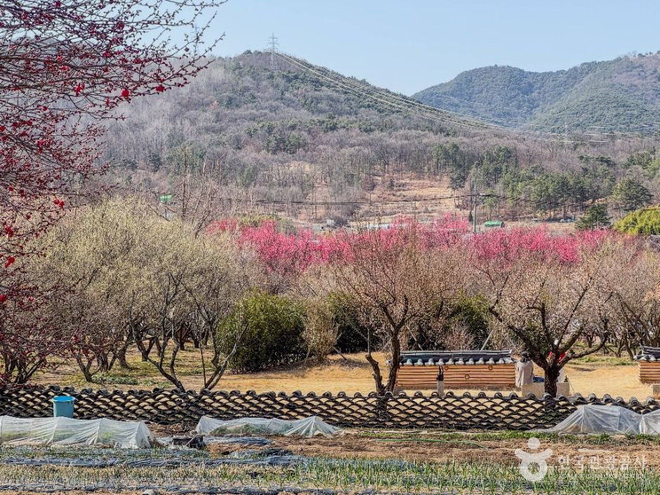 남평문씨본리세거지 여행 추천 - 로드트립