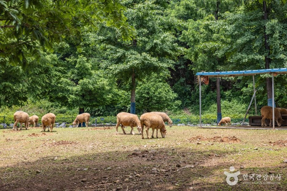 늘솔길공원양떼목장 여행 추천 - 로드트립
