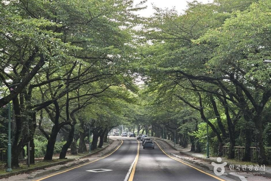 제주대 벚꽃길 여행 추천 - 로드트립