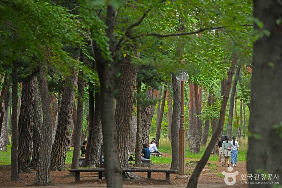 허난설헌 솔숲 여행 추천 - 로드트립