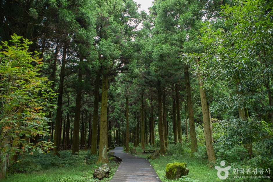 붉은오름자연휴양림 여행 추천 - 로드트립