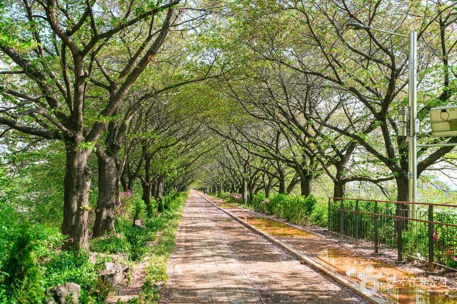 안양천제방벚꽃길 여행 추천 - 로드트립