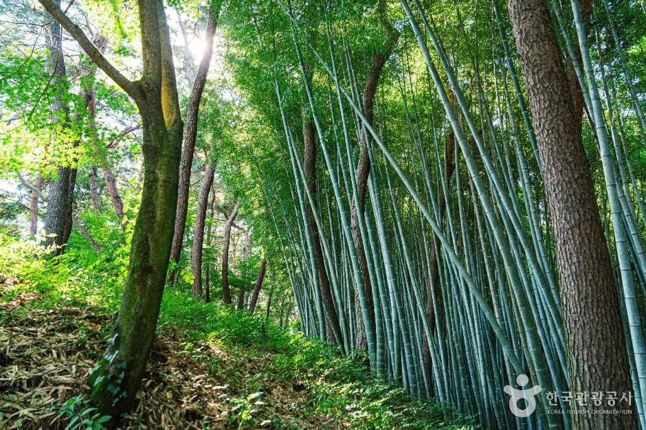 고창읍성 맹종죽림 여행 추천 - 로드트립