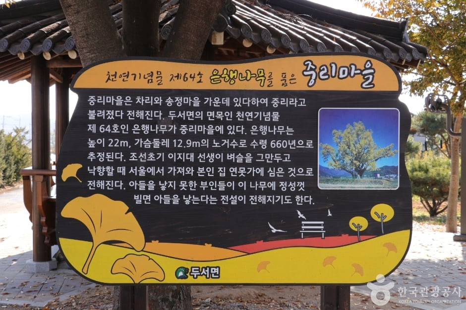 울주 구량리 은행나무 여행 추천 - 로드트립