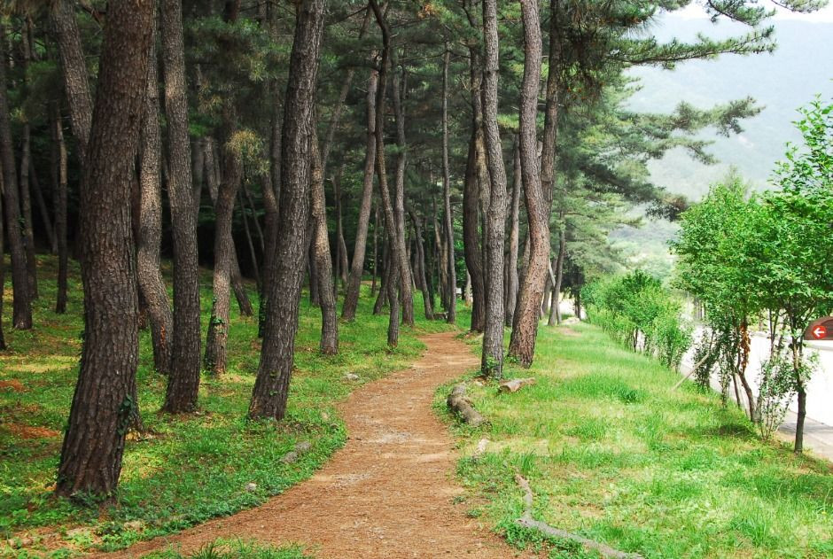 국립대전현충원 보훈둘레길 여행 추천 - 로드트립