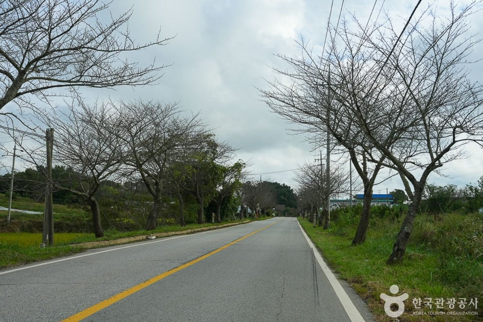 남면 벚꽃길 여행 추천 - 로드트립