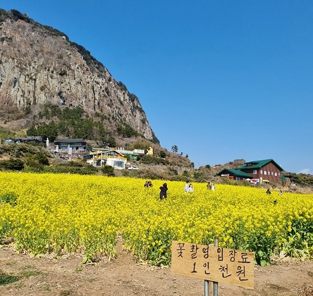산방산유채꽃밭 여행 추천 - 로드트립