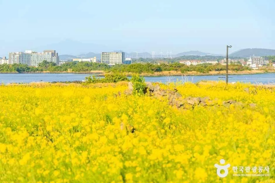 유채꽃재배단지 여행 추천 - 로드트립