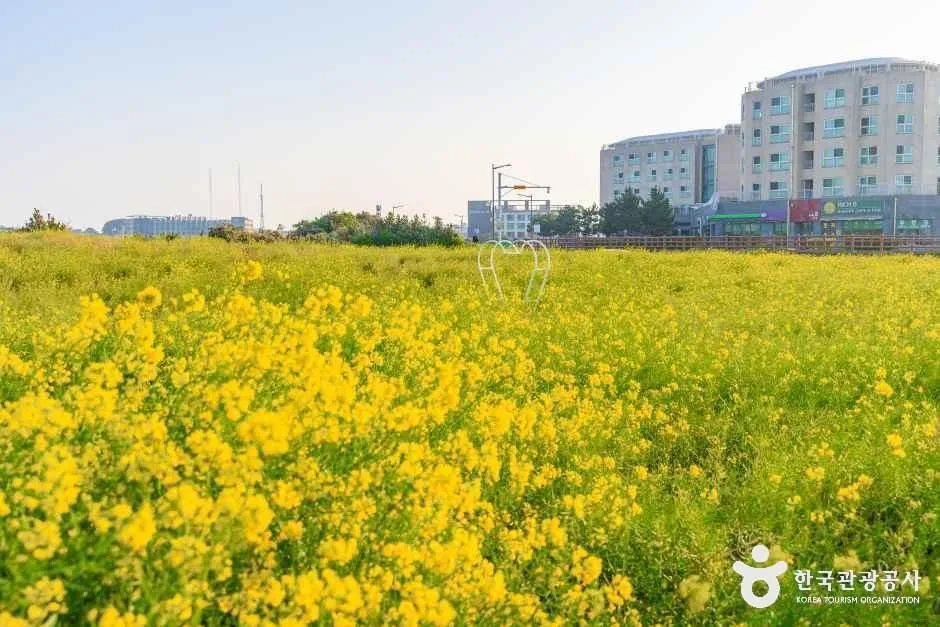 일출봉유채밭 여행 추천 - 로드트립