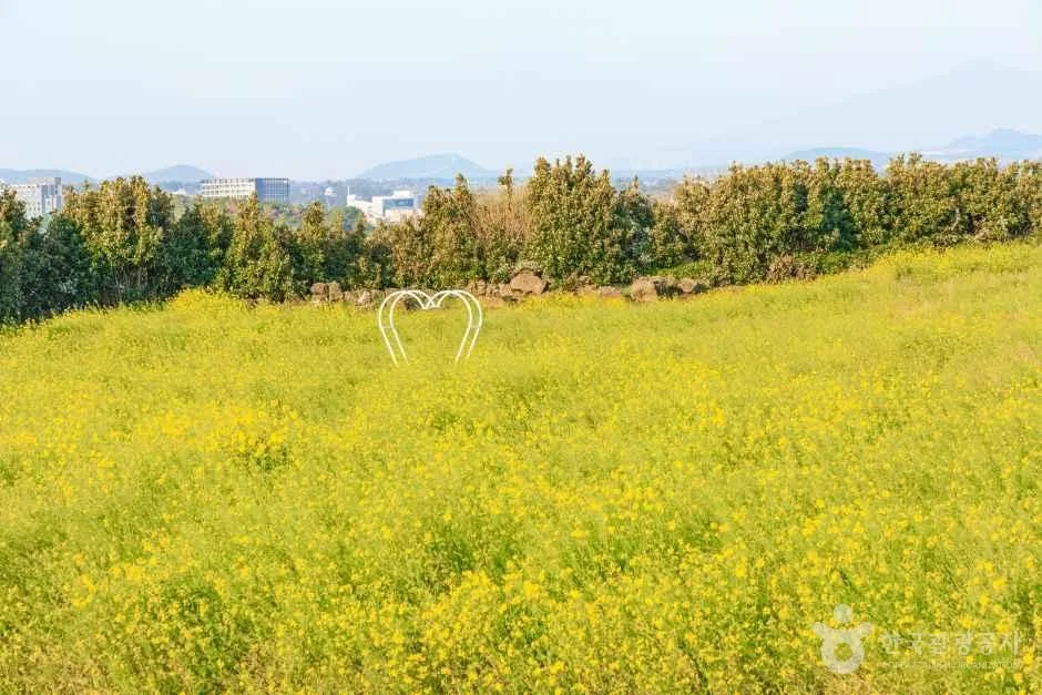 일출봉유채밭 여행 추천 - 로드트립