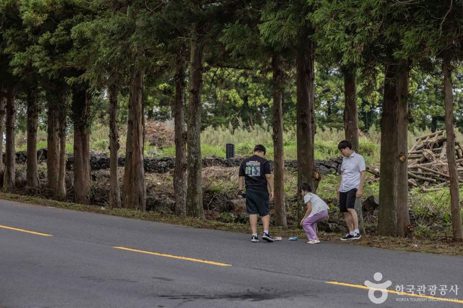 신비의도로 여행 추천 - 로드트립