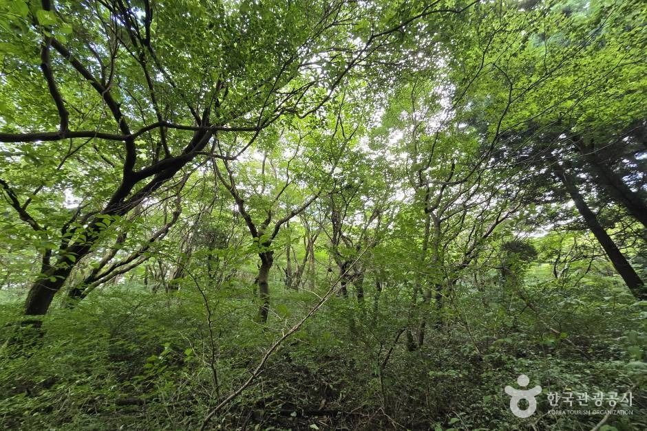 가문이오름(감은이오름) 여행 추천 - 로드트립