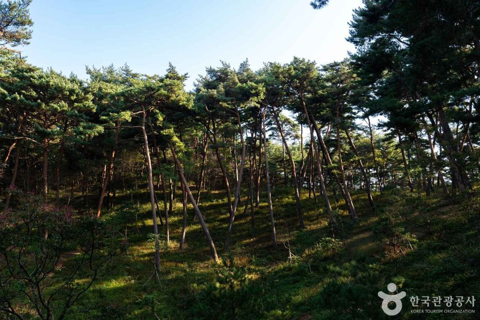 안면도자연휴양림 여행 추천 - 로드트립