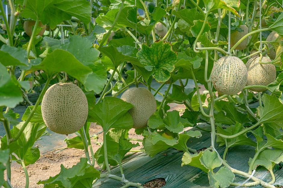 야미야미팜(야미야미팜농업회사법인(주)) 여행 추천 - 로드트립