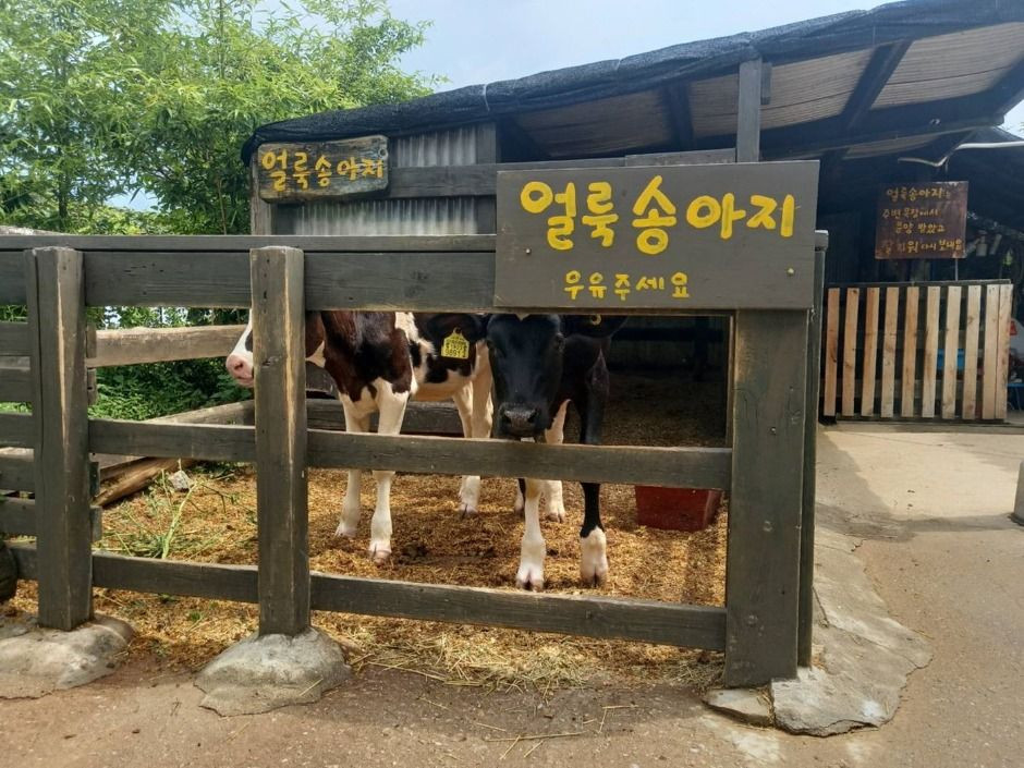 대관령아기동물농장 여행 추천 - 로드트립