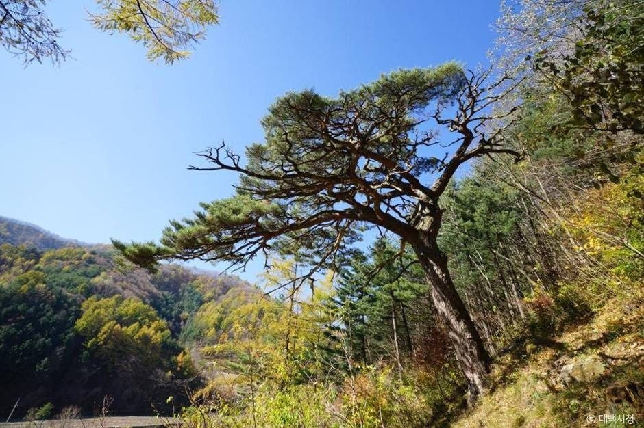사내골소나무 여행 추천 - 로드트립