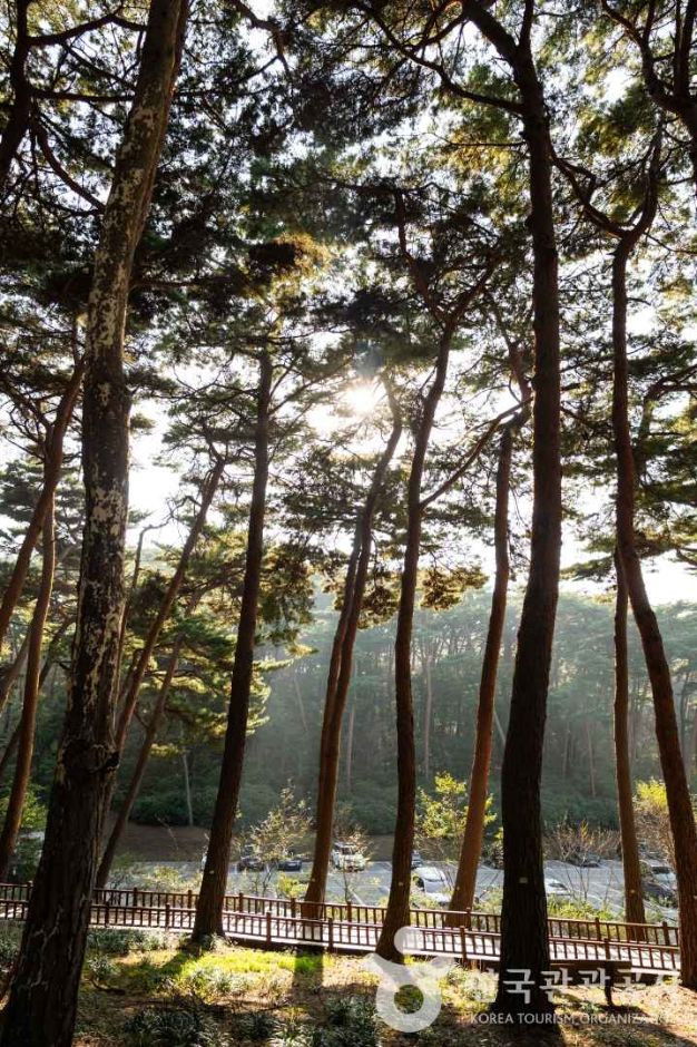 안면도자연휴양림 여행 추천 - 로드트립