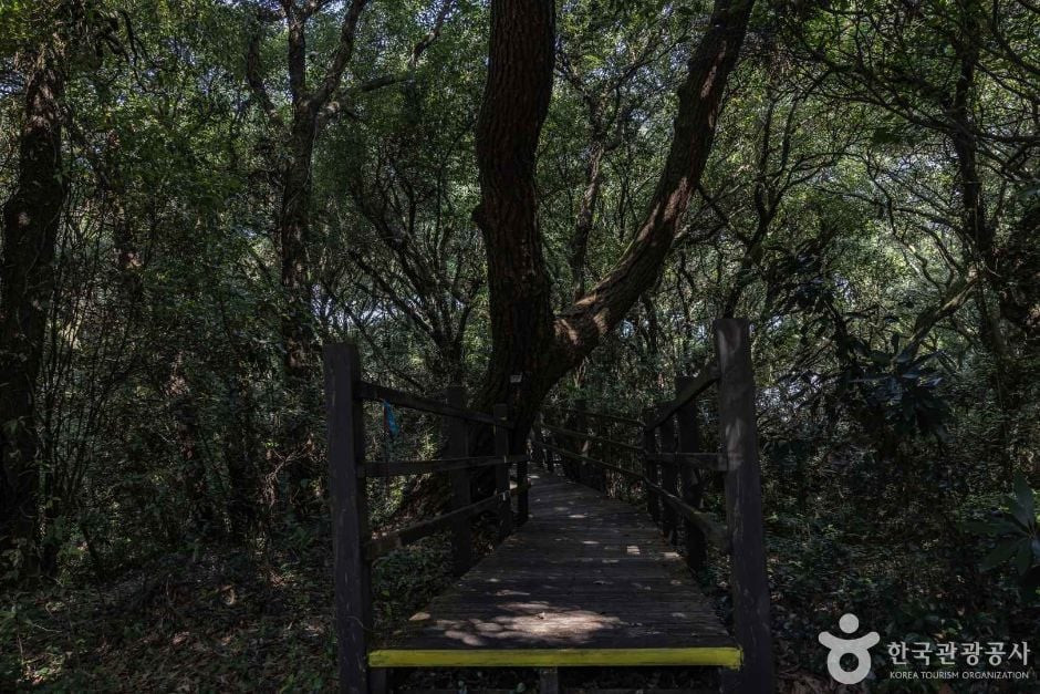 금산공원(납읍난대림지대) 여행 추천 - 로드트립