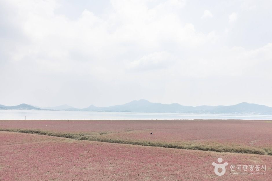 석모도 칠면초 군락지 여행 추천 - 로드트립