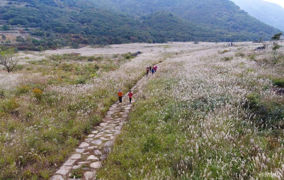 사자평 고원습지 (영남알프스 사자평억새길 힐링트레킹) 여행 추천 - 로드트립