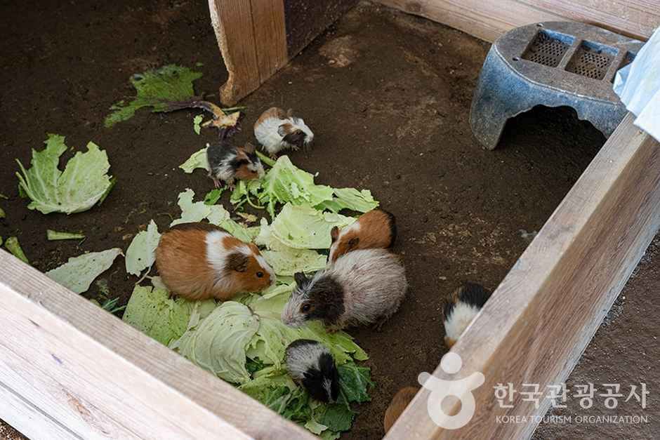 찬우물 체험동물농장 여행 추천 - 로드트립
