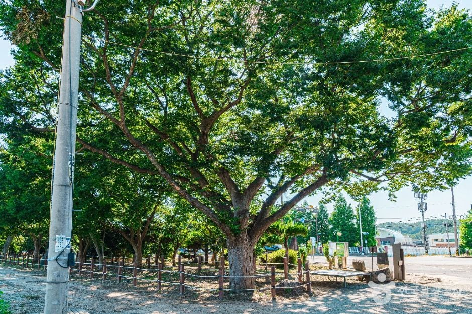 무안 청천리 팽나무와 개서어나무 숲 여행 추천 - 로드트립