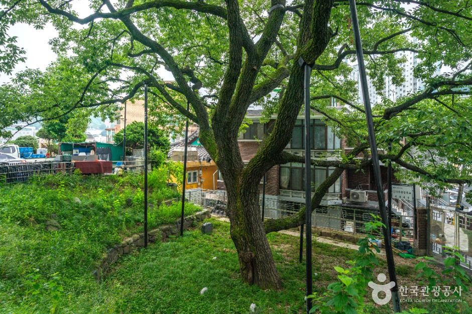 서울 신림동 굴참나무 여행 추천 - 로드트립