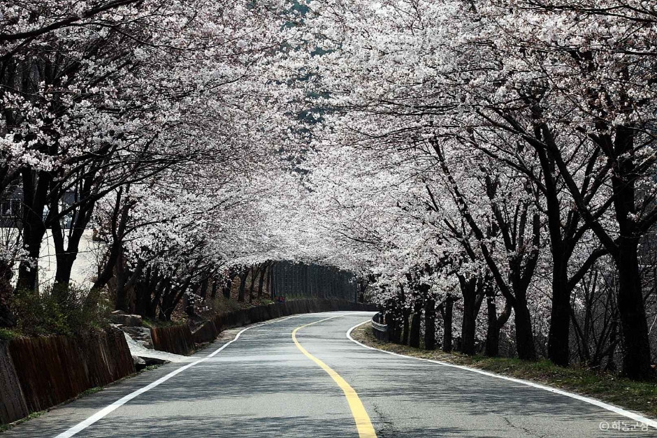 십리벚꽃길 여행 추천 - 로드트립