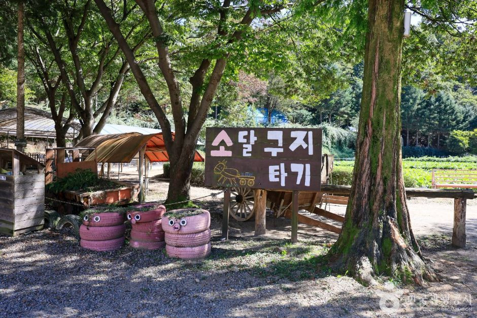 한터농원(한터조랑말농장) 여행 추천 - 로드트립