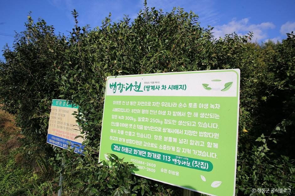 쌍계사차나무시배지 여행 추천 - 로드트립