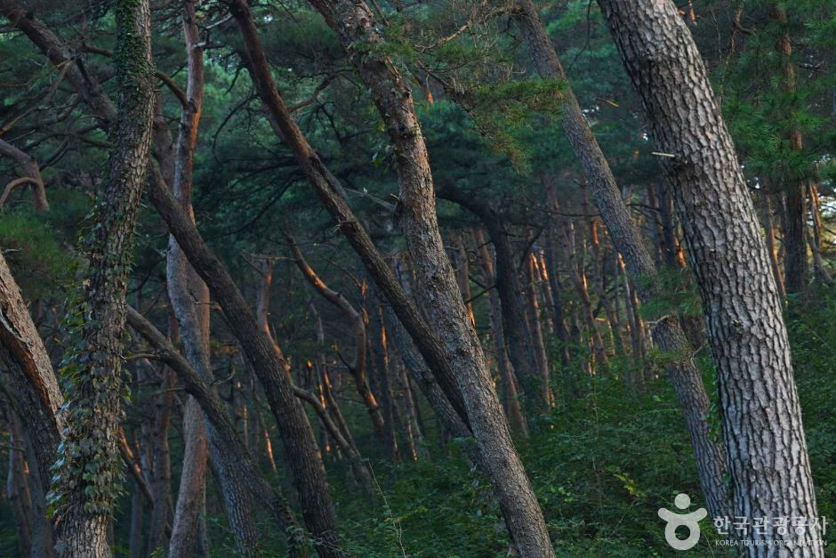마곡사 천연송림욕장 여행 추천 - 로드트립