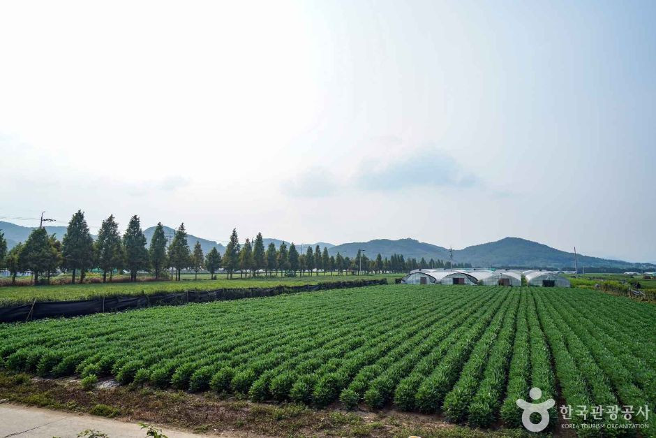 사천녹차단지 여행 추천 - 로드트립