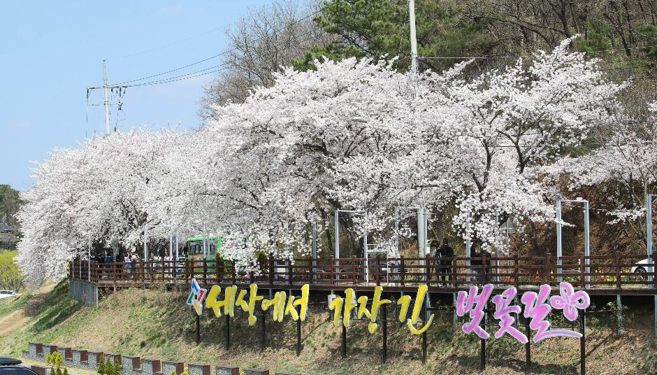 대청호 벚꽃길 여행 추천 - 로드트립