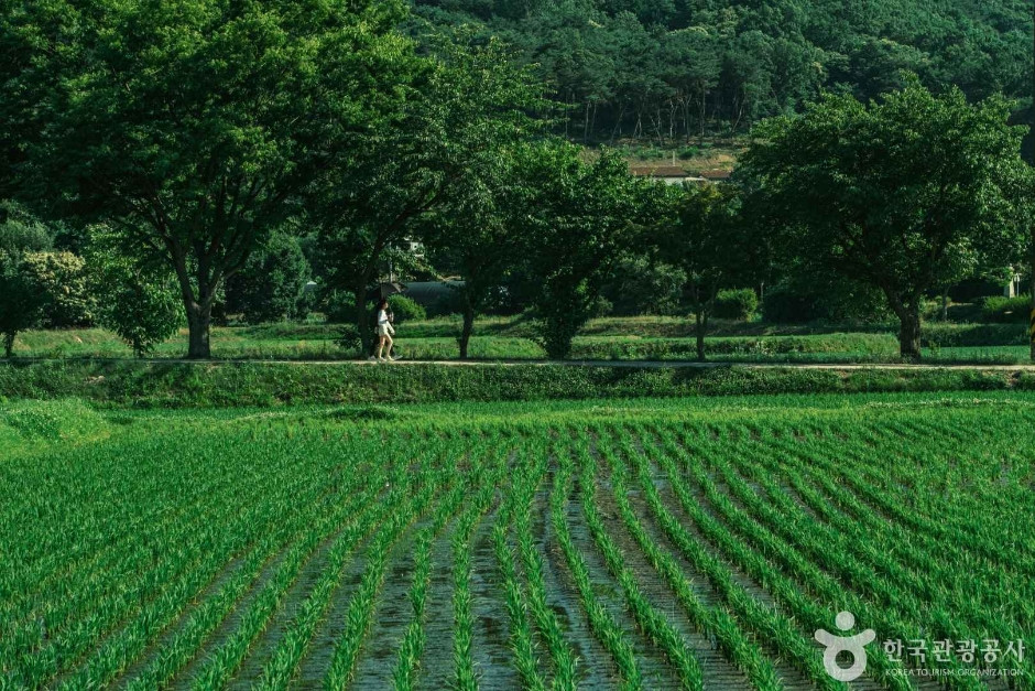 외암민속마을 여행 추천 - 로드트립
