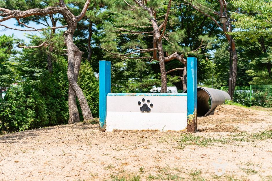 일산호수공원 반려견놀이터 여행 추천 - 로드트립