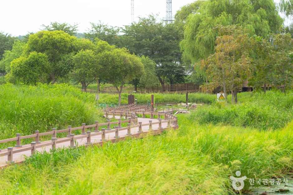 경포가시연습지 여행 추천 - 로드트립