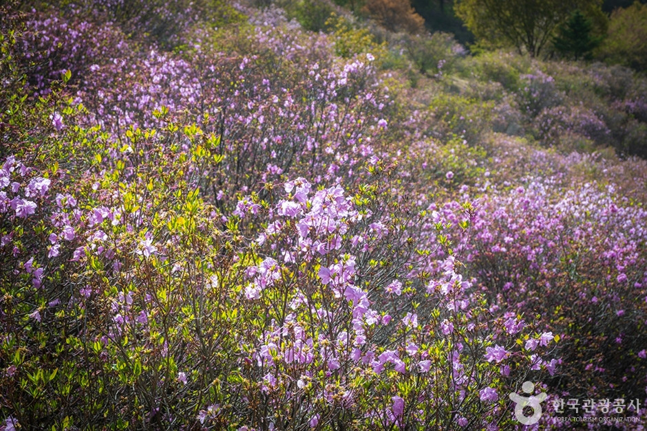 진달래동산 여행 추천 - 로드트립