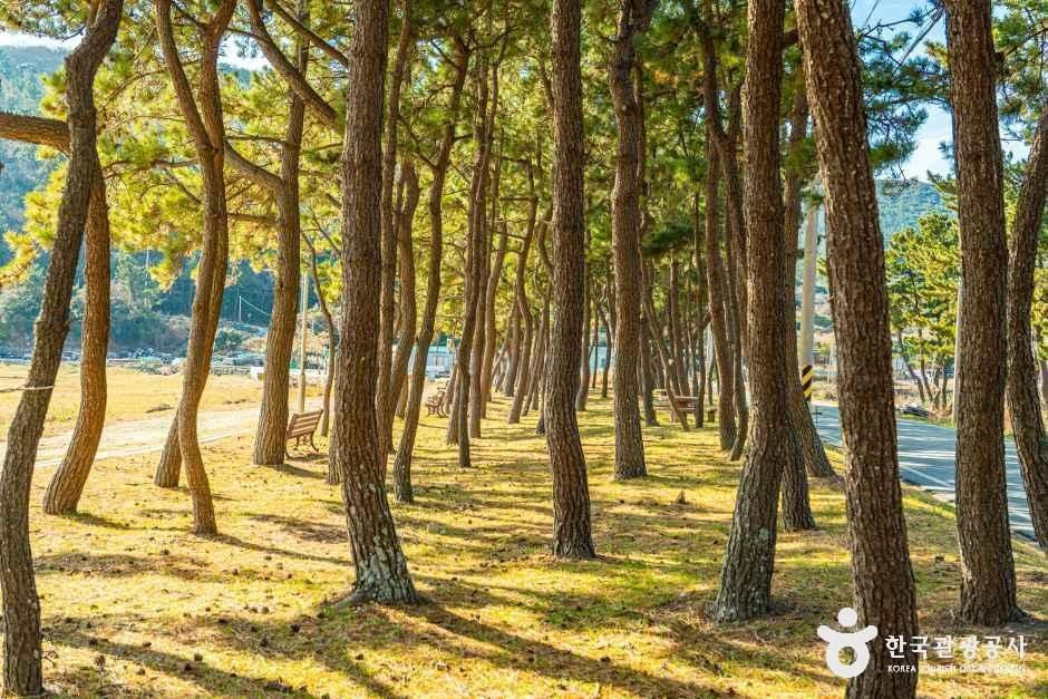 통리해수욕장 여행 추천 - 로드트립