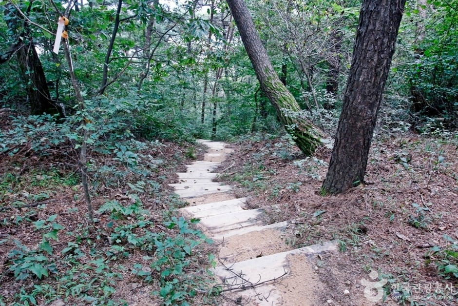 보문산 행복 숲 둘레길 여행 추천 - 로드트립