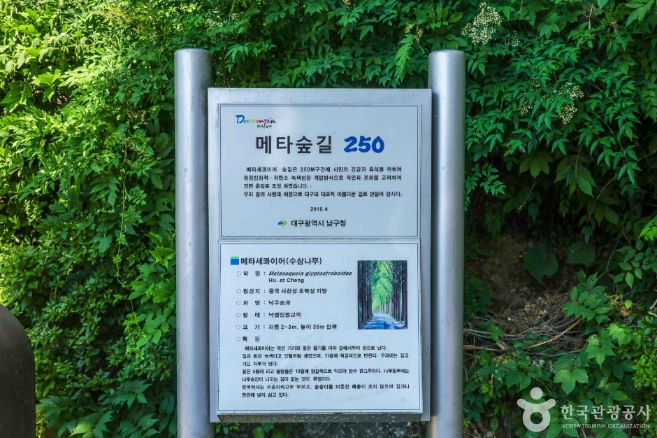 고산골 메타쉐콰이어길 여행 추천 - 로드트립
