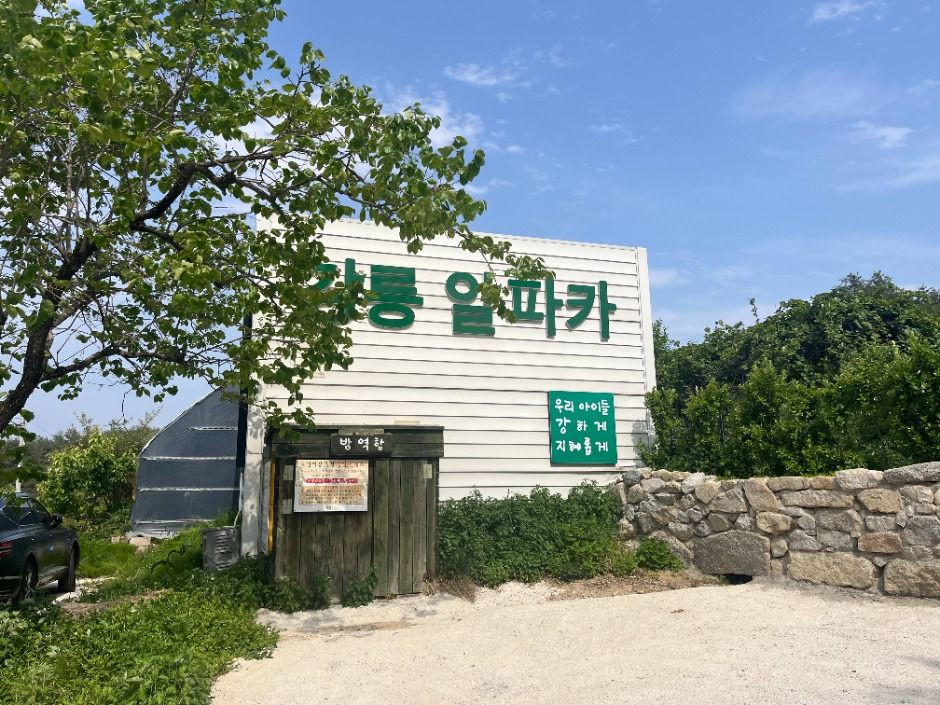 대관령아기동물농장 여행 추천 - 로드트립