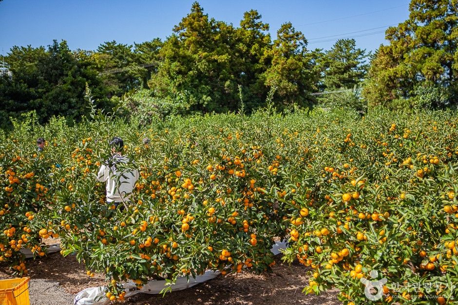맛동산 감귤체험농장 여행 추천 - 로드트립