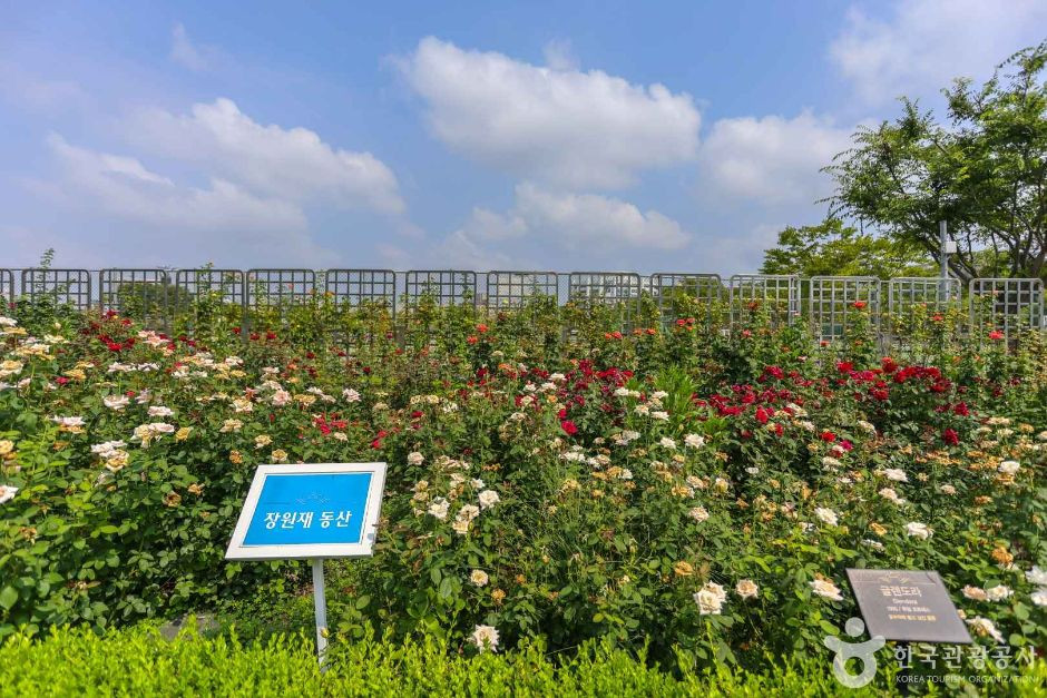 조선대학교 장미원 여행 추천 - 로드트립