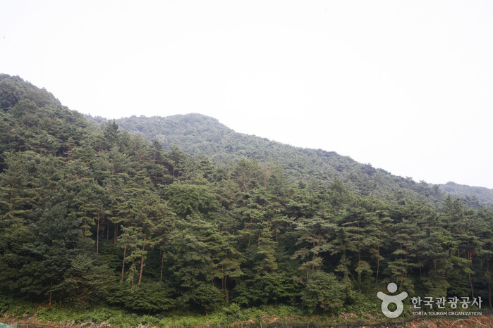 금성산(전남) 여행 추천 - 로드트립