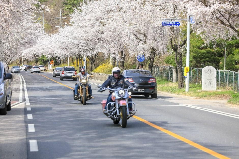 북한강로 벚꽃길 여행 추천 - 로드트립